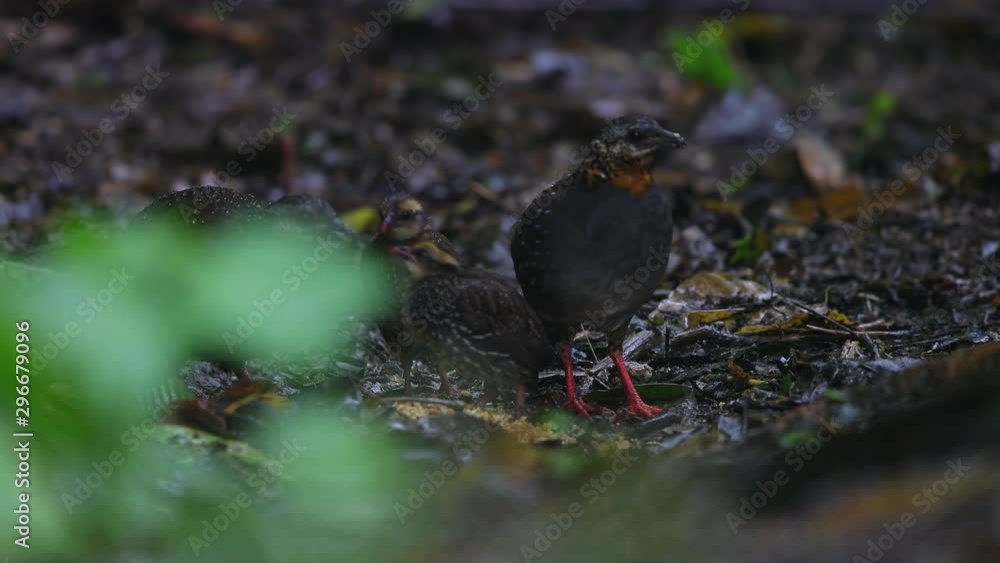 Beautiful adult female Grey peacock-pheasant (Polyplectron bicalcaratum) and babies, angle view, foraging vegetable seeds on the grounds in tropical forest, Mae Wong National Park, north of Thailand.