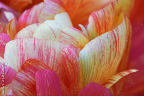 Blütenblätter einer Tulpe © sailer