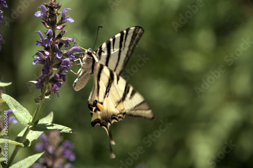 Iphiclides podalirius; scarce swallowtail in Montespertoli photo