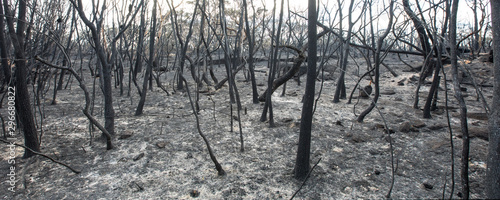 Aftermath Of A Bush Fire at Barden Ridge