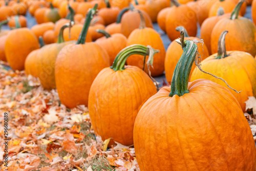 Pumpkins for sale at a pumpkin patch