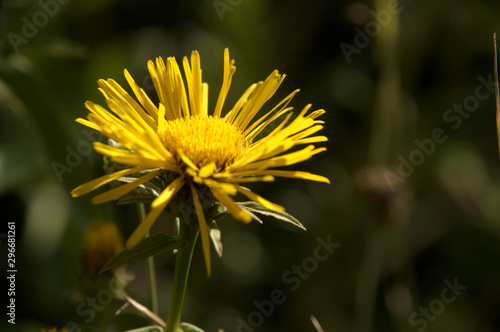 Inula sp.  yellow member of the Asteraceae flowering in Tuscan meadow