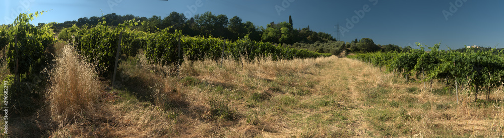 Vineyard in Tuscan sunlight