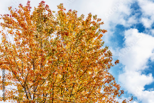 Lush autumn tree with yellow-red leaves on a background of blue cloudy sky on a sunny day. Space for text.
