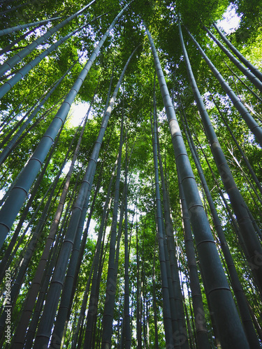 Fototapeta Naklejka Na Ścianę i Meble -  Bamboo grove forest at Arashiyama in Kyoto,Japan, green natural travel background.