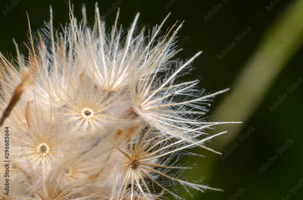Fototapeta premium macro flower blooming detail on dark background
