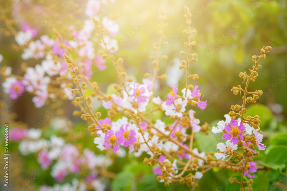 Obraz premium pink and white flower with bokeh