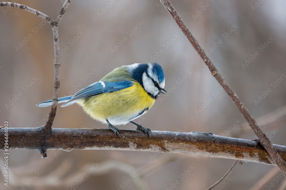 Fototapeta premium Winter