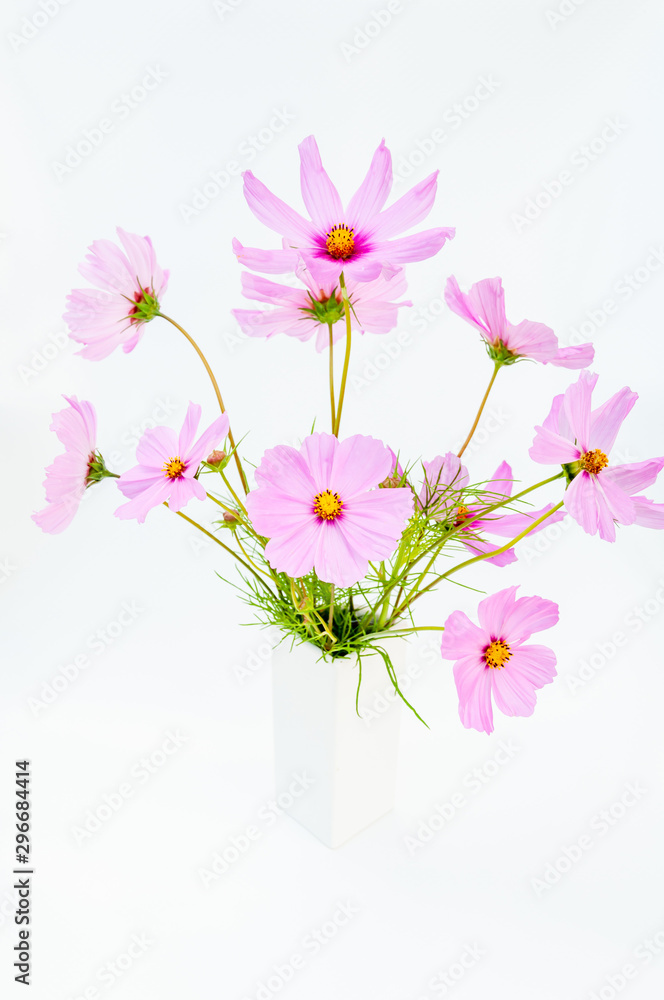 close up of beautiful bouquet of pink cosmos flower isolated on white background close up of beautiful bouquet of pink cosmos flower isolated on white background