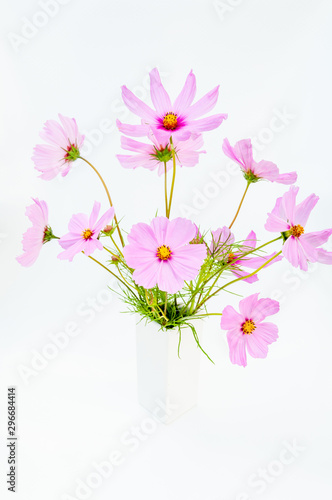 close up of beautiful bouquet of pink cosmos flower isolated on white background  © Thipphawan