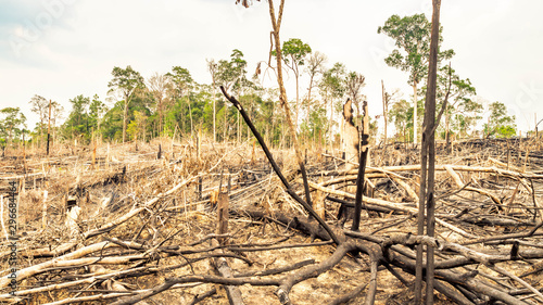 Forest fire aftermath, Borneo, Indonesia