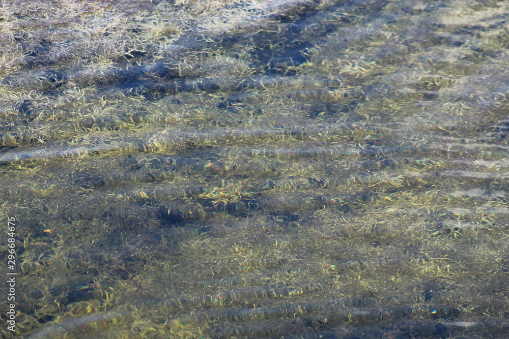 Sago Pondweed (Potamogeton pectinatus) underewater plant Sago Pondweed (Potamogeton pectinatus) underewater plant