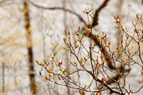 A snowy forest scene. royal azalea and first snow  photo