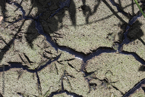 dry cracked clay in swamp photo