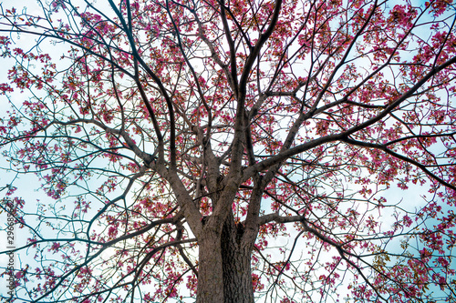 Ocobo tree in the city of Cali Colombia
