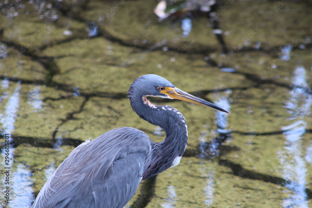 Louisiana Heron on cracked earth Louisiana Heron on cracked earth