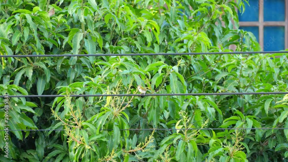 Common tailorbird singing and perching on electric wire Common tailorbird singing and perching on electric wire