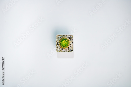 Aerial photograph of cactus in white background