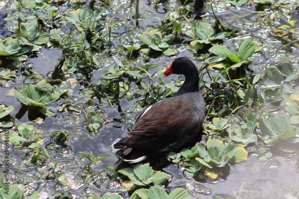 moorhen duck in marsh