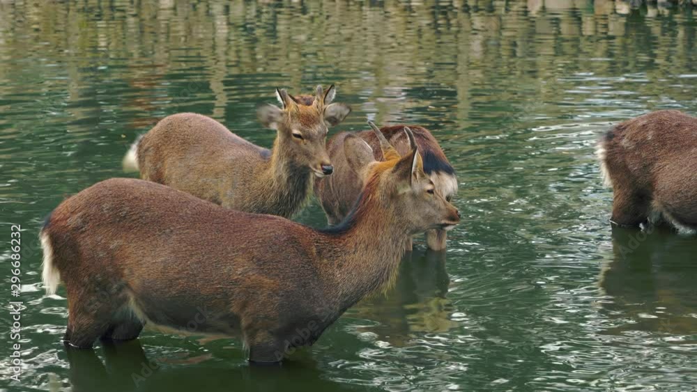 Deer bathed in water for summer. Nara , Japan. Deer bathed in water for summer. Nara , Japan.