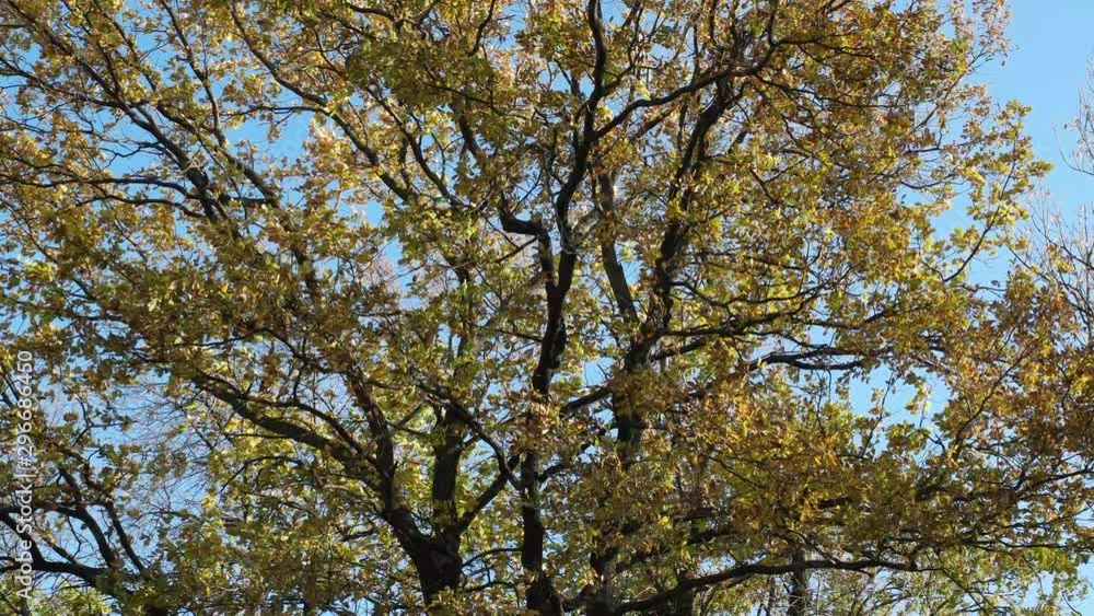 yellow autumn leaves yellow autumn leaves