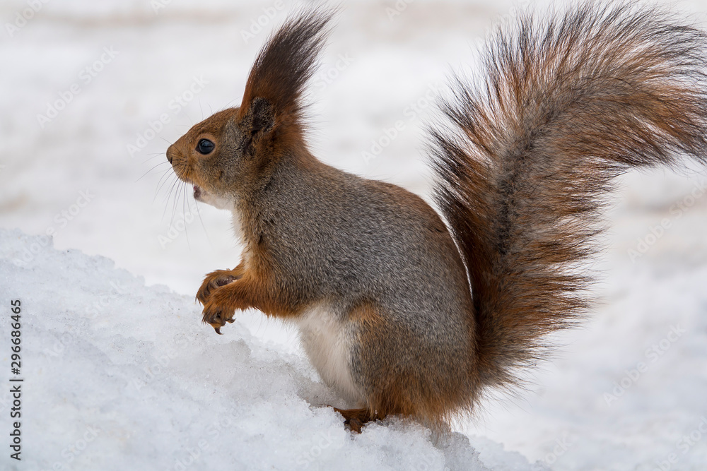 Fototapeta premium Winter