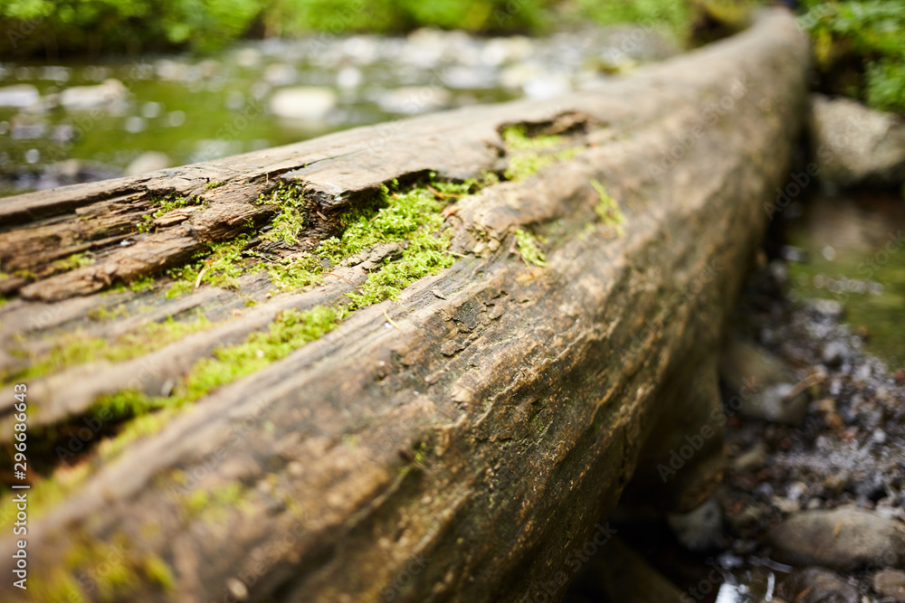 mossy log