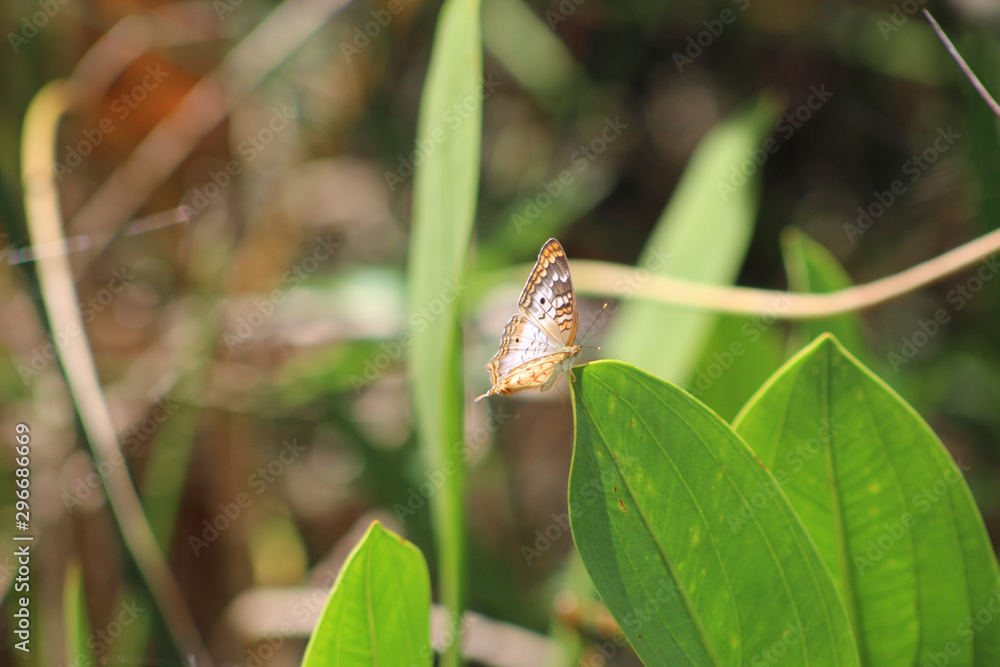 brown butterfly in the Florida swamp brown butterfly in the Florida swamp