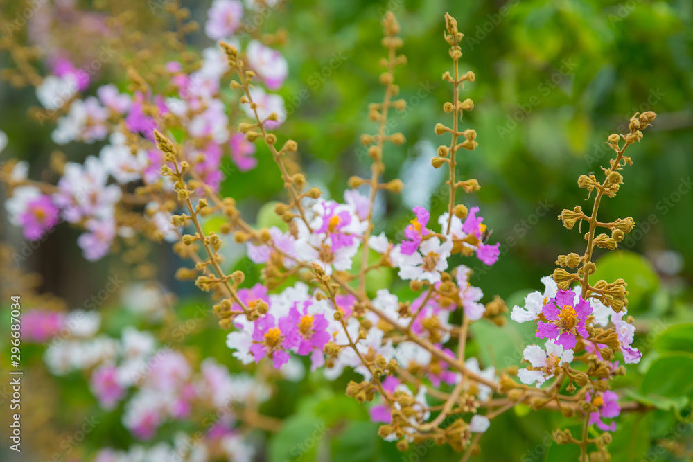 pink and white flower with bokeh pink and white flower with bokeh