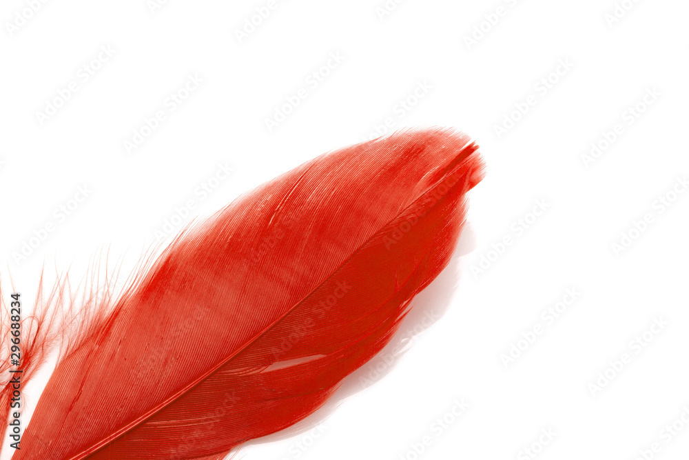 Red feather isolated on white Red feather isolated on white