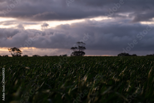 landscape with field and clouds