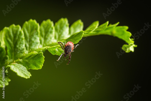 Wood tick hangs on a leaf. Green background. Lurking wood tick. Female of the tick sitting on a leaf, brown background. A common European parasite attacking also humans. photo