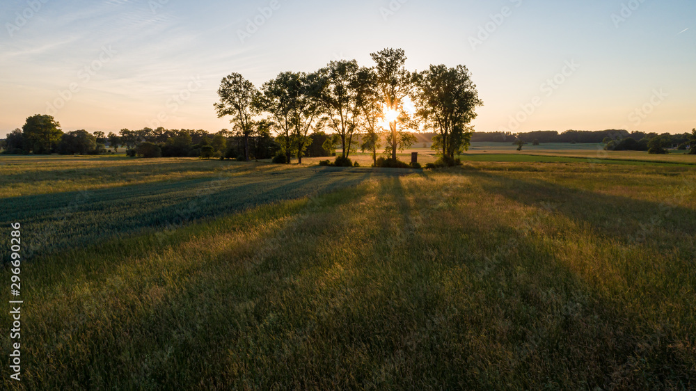 Fototapeta premium Baumgruppe im Sonnenuntergang von oben