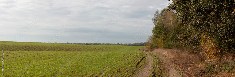 Autumn panorama. Field with green winter shoots, blue autumn sky, country road and the edge of the forest with trees in the leaves of colorful autumn colors. Autumn panorama. Field with green winter shoots, blue autumn sky, country road and the edge of the forest with trees in the leaves of colorful autumn colors.