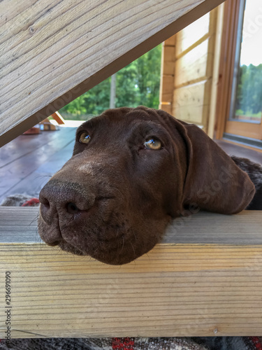 Head of puppy dog breed German Shorthaired Pointer