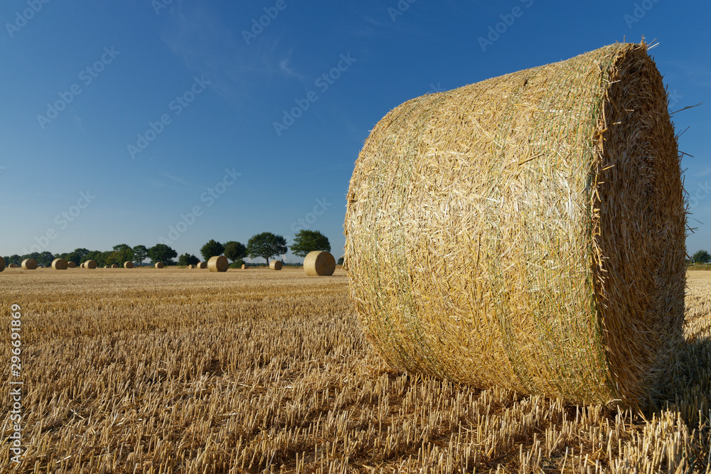 Rundballen aus Stroh liegen auf einem abgeernteten Getreidefeld