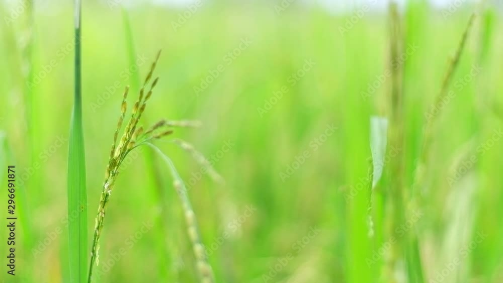 Slow motion, close up motion of fresh green paddy rice in rice field . Slow motion, close up motion of fresh green paddy rice in rice field .