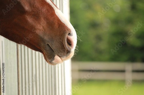 A horse muzzle in a open box 