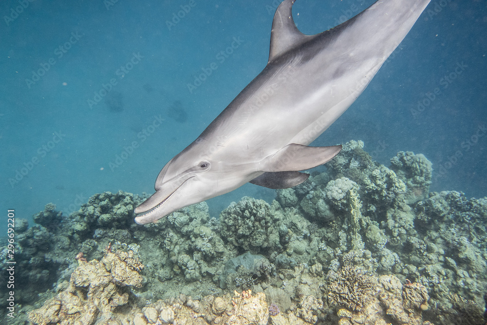 Fototapeta premium Delfin