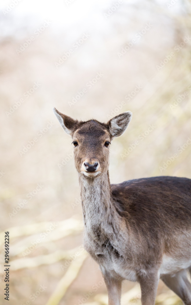 Deer in a park in Denmark