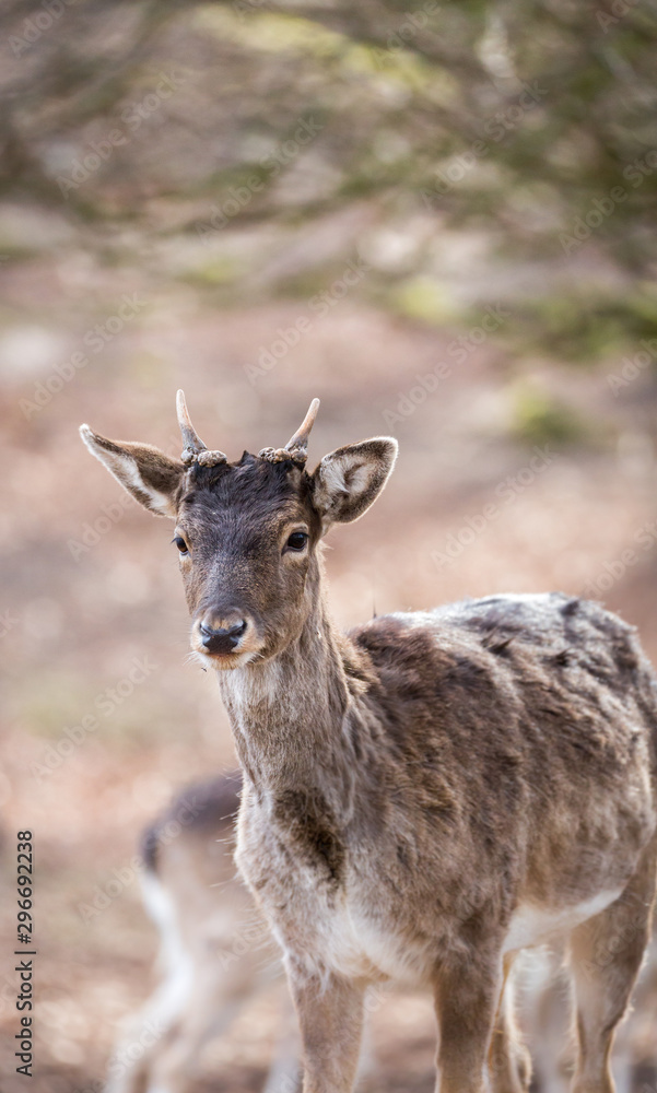 Deer in a park in Denmark