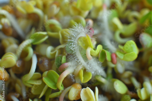 Microgreens sprouts. Macro. Healthy eating concept