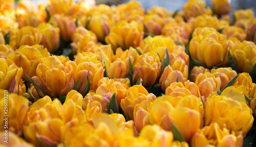 Tulips in Kaukenhof in Nederlands © Anja