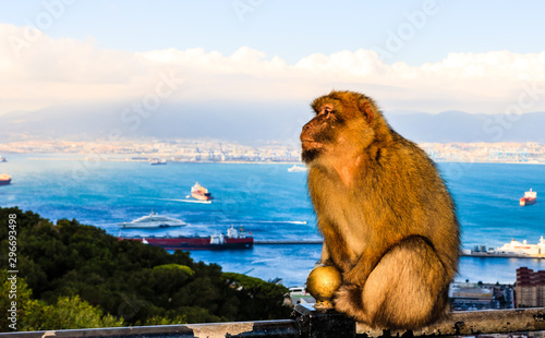 Macaque monkey on the top of the Rock of Gibraltar, UK.