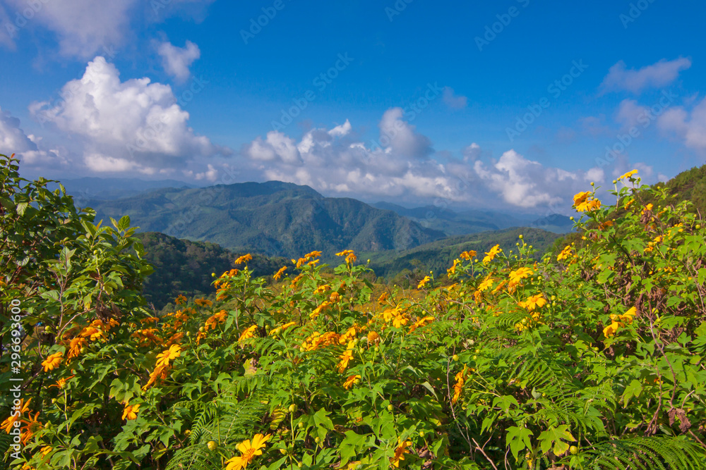 Fototapeta premium Mexican Sunflower Weed on blue sky background