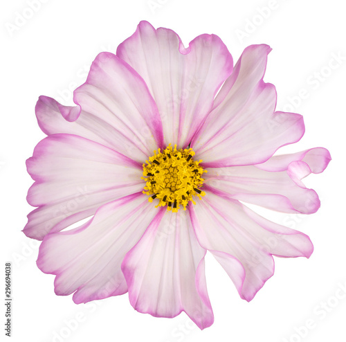 cosmos flower isolated