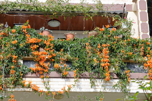 Orange trumpet blossmoing in sunlight
