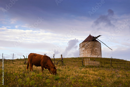 Un toro pastando junto a los molinos centenarios de Vejer De La Frontera, Cádiz, Andalucía, España