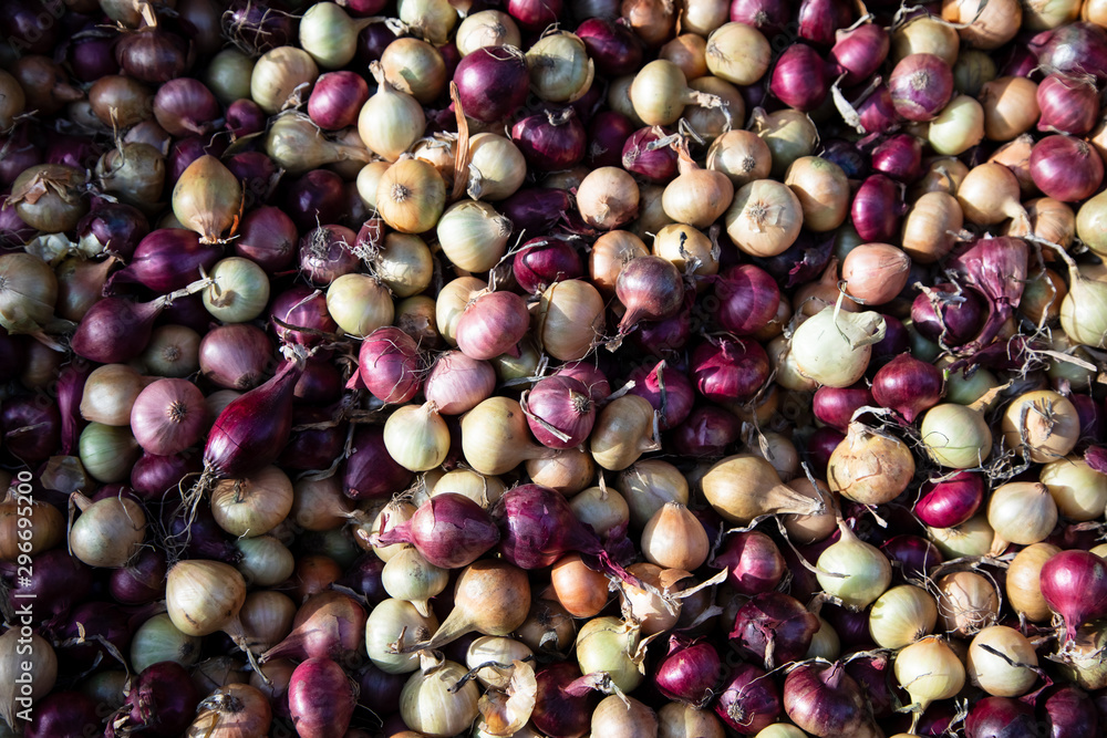 Seedlings of purple and yellow onion for sowing. Onions background. Seedlings of purple and yellow onion for sowing. Onions background.