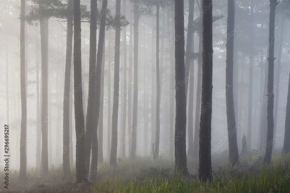 Pine forest in morning mist Pine forest in morning mist
